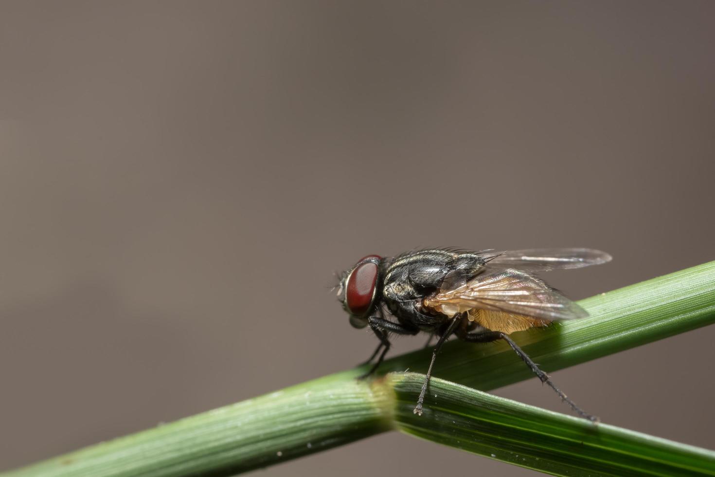 Mosca della frutta su una foglia foto