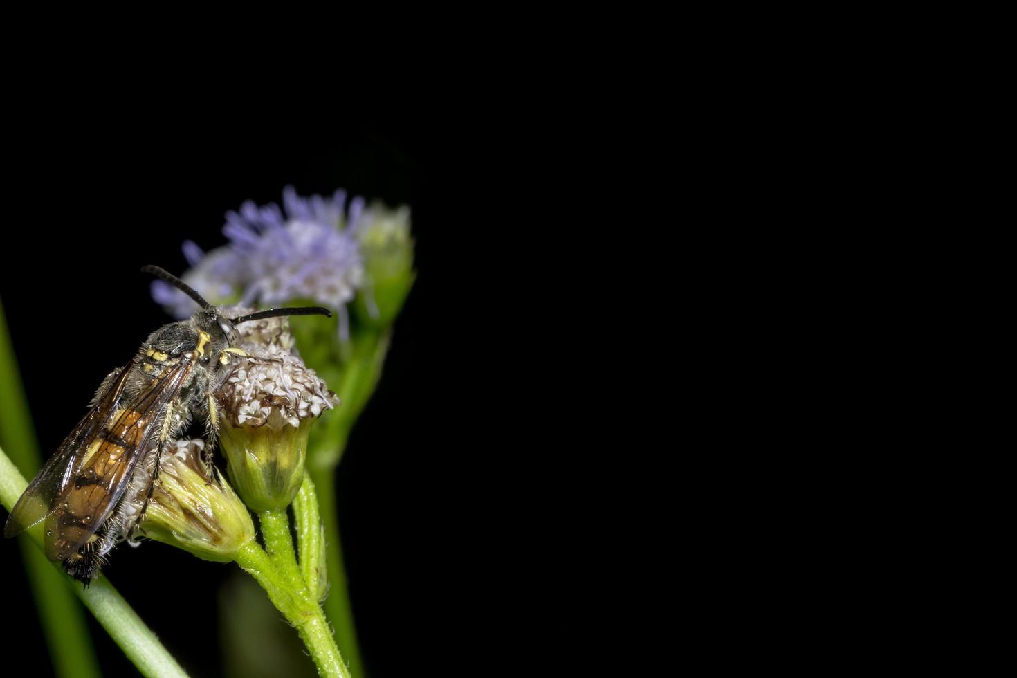 insetto su un fiore foto