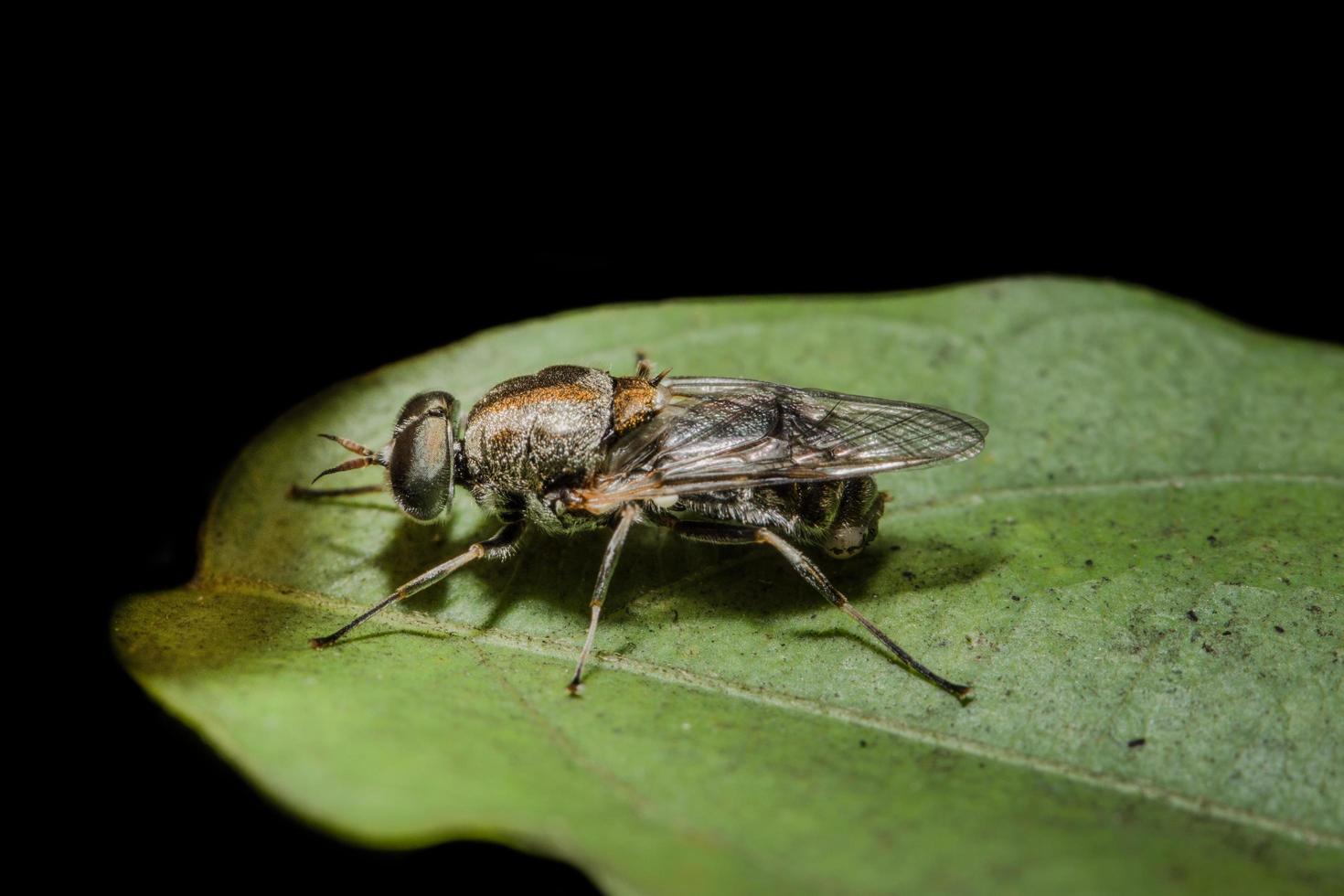 Mosca della frutta su una foglia foto