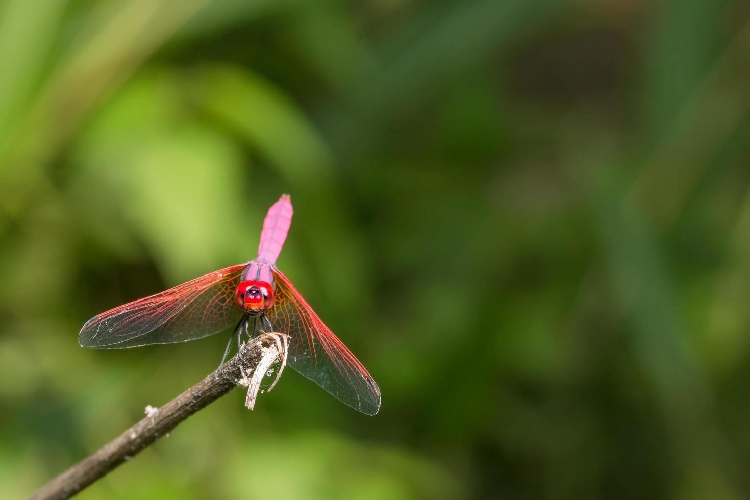 libellula rossa su sfondo verde foto