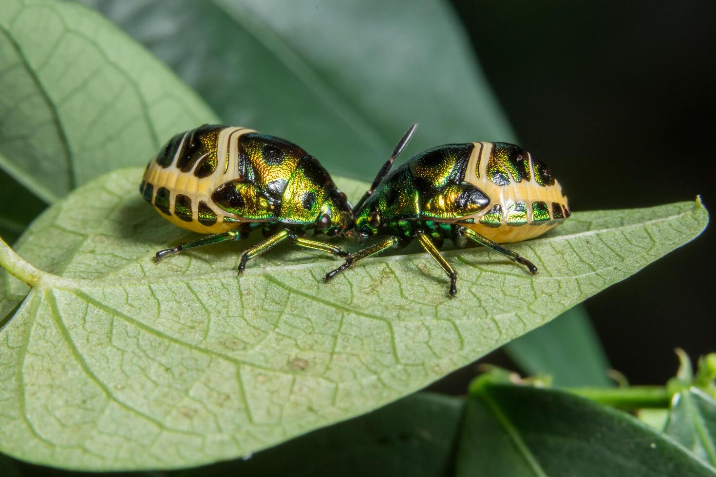 coccinelle su una foglia foto