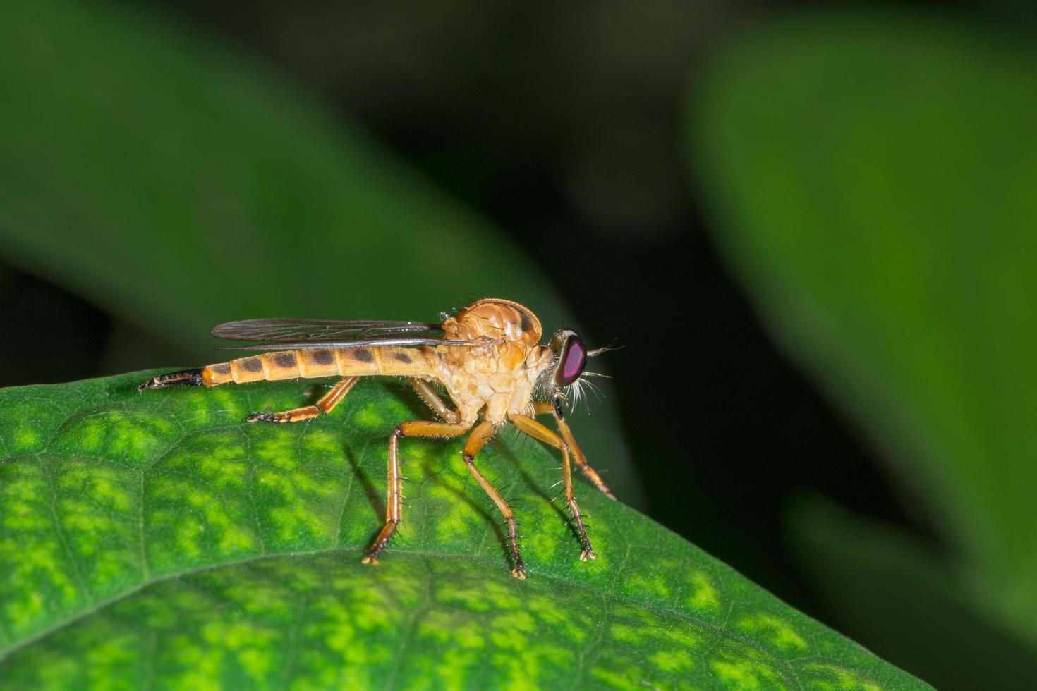 robberfly su una foglia foto