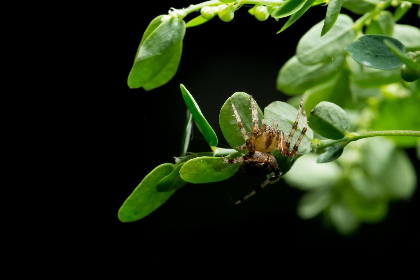 ragno su una pianta foto