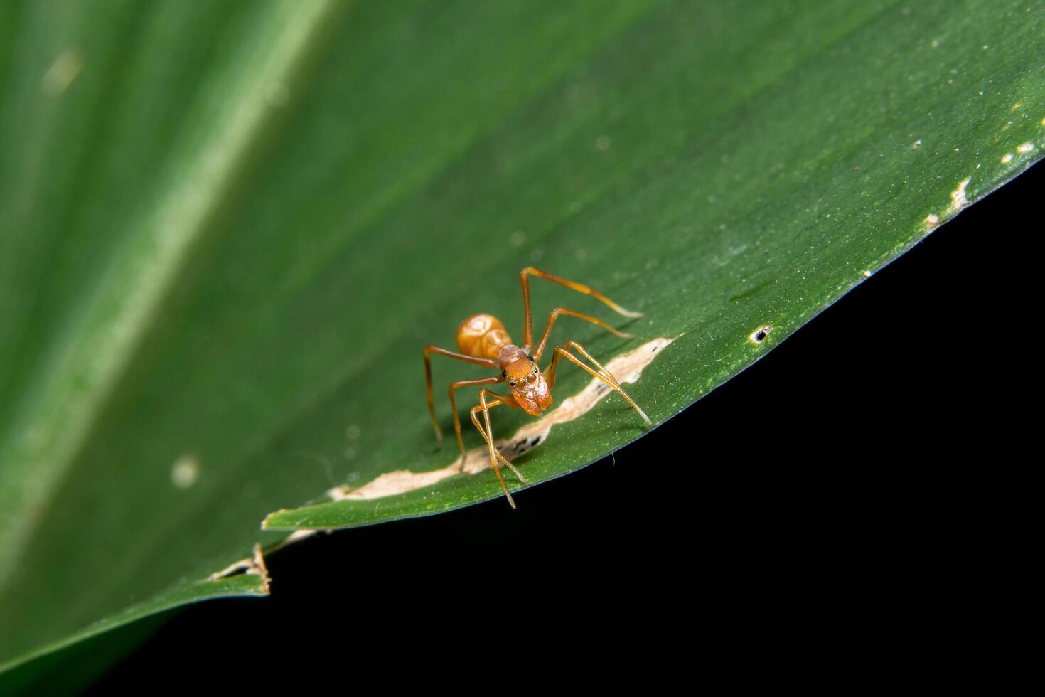 myrmarachne plataleoides su una foglia foto