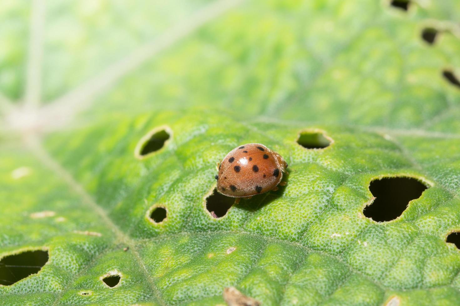 coccinella su una foglia foto