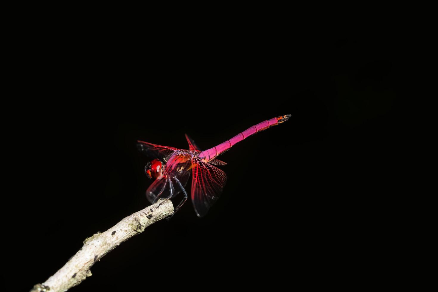 libellula su sfondo nero foto