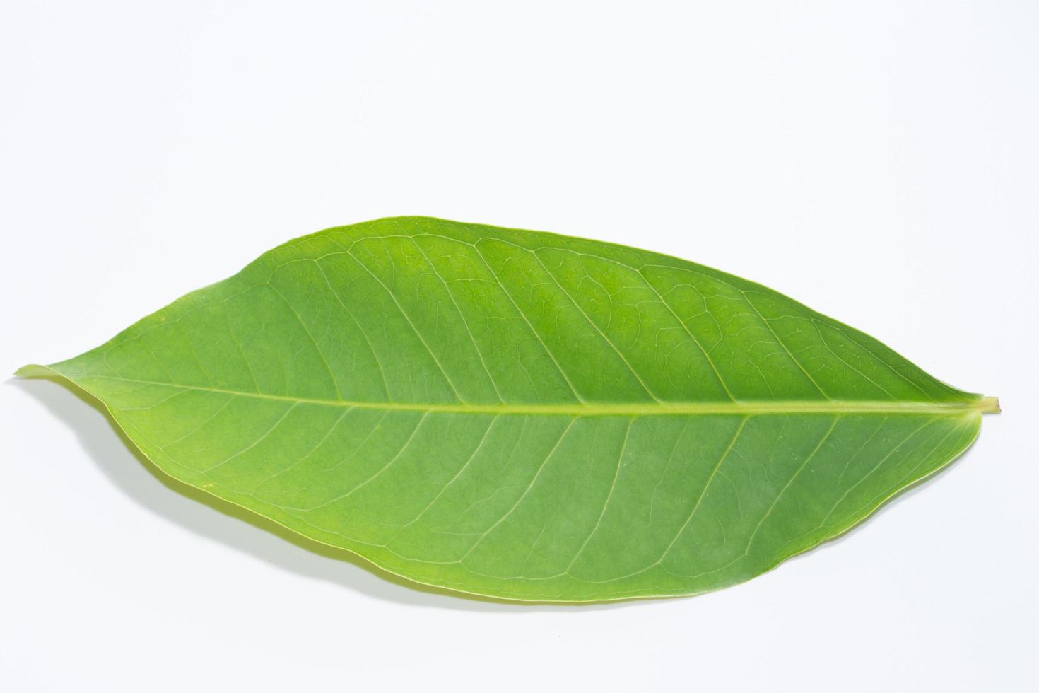 foglia verde su sfondo bianco foto