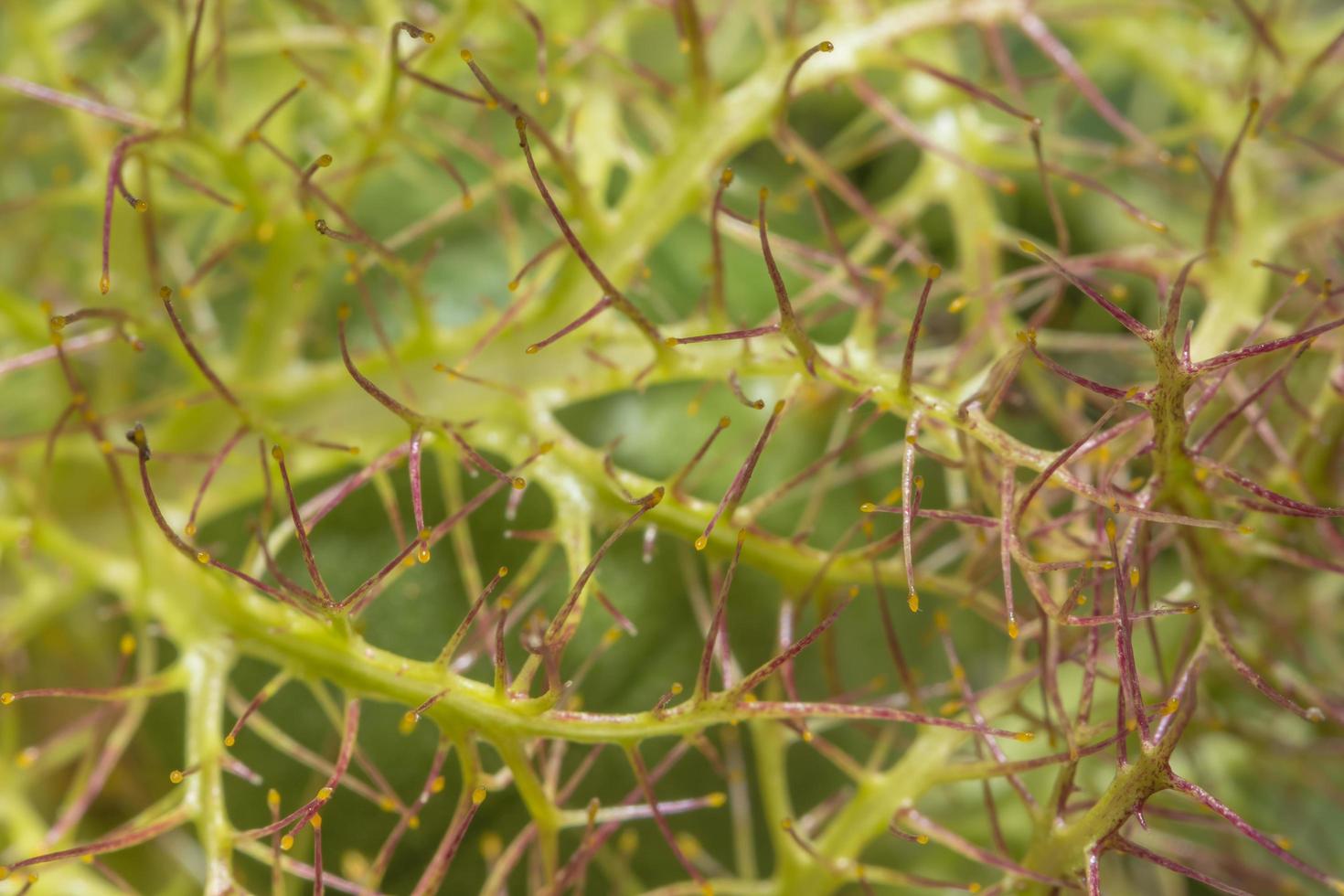 sfondo di passiflora fetido foto