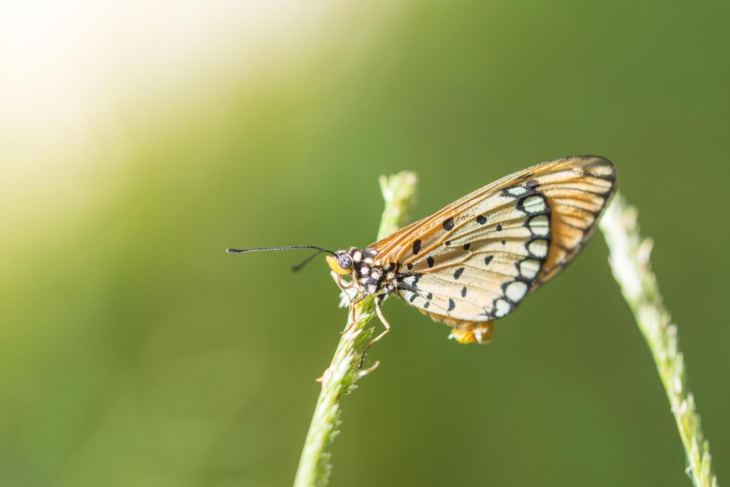 farfalla su una foglia foto