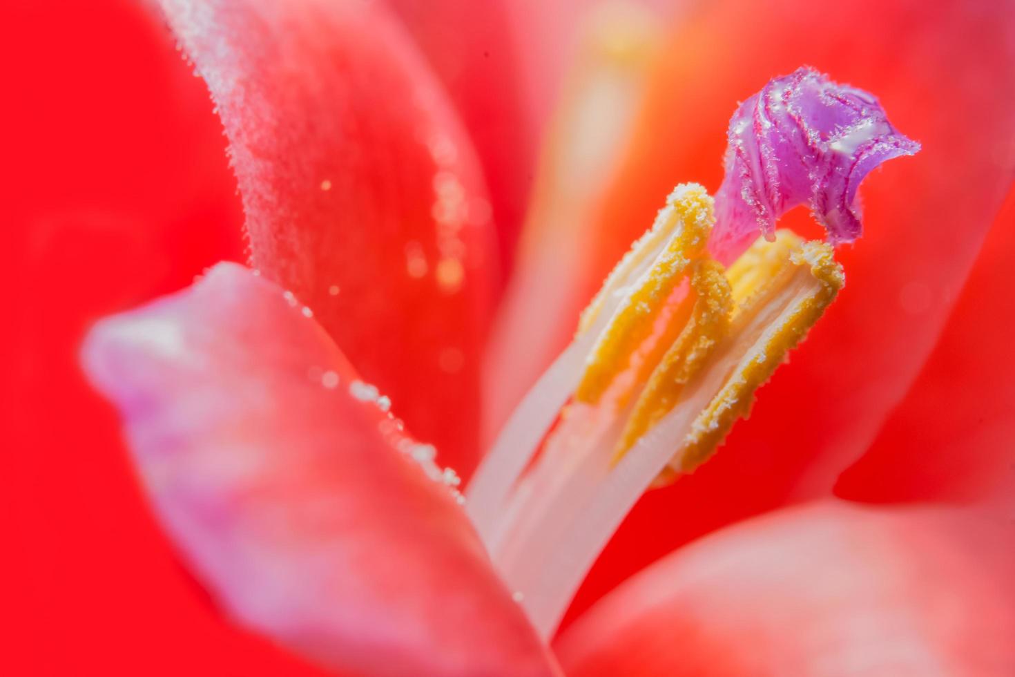 primo piano del fiore di ananas foto