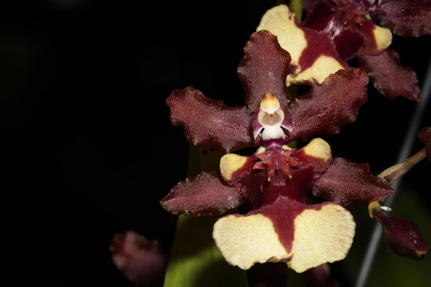 primo piano dell'orchidea marrone foto