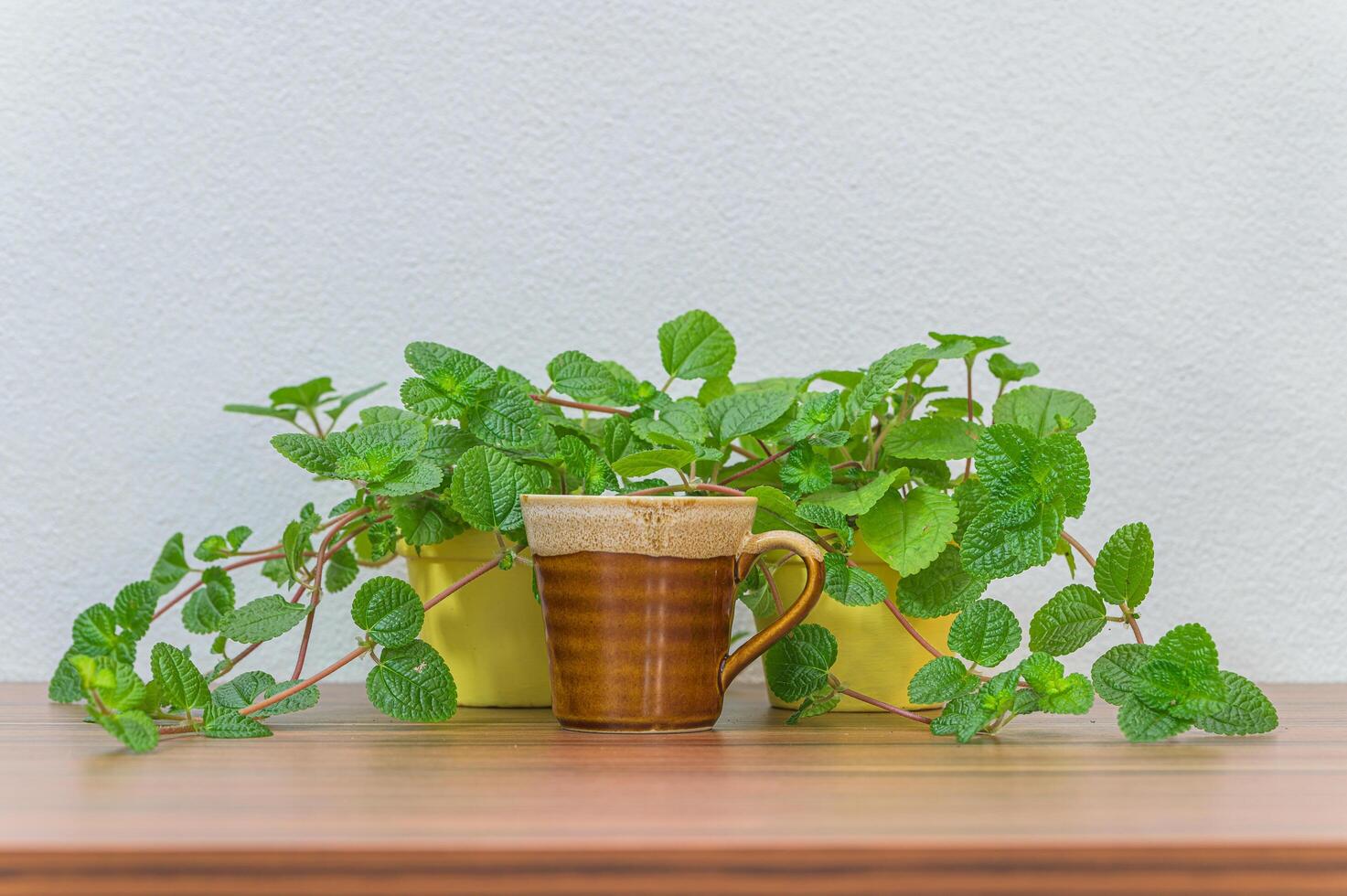 tazza di caffè e piante sulla scrivania foto