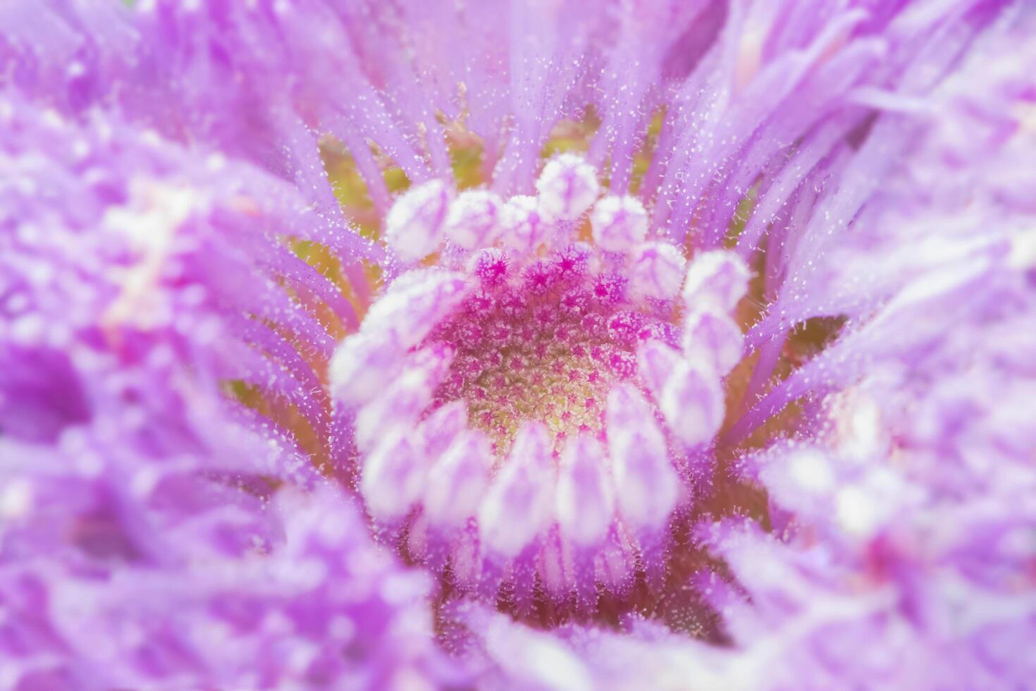 primo piano del fiore viola foto