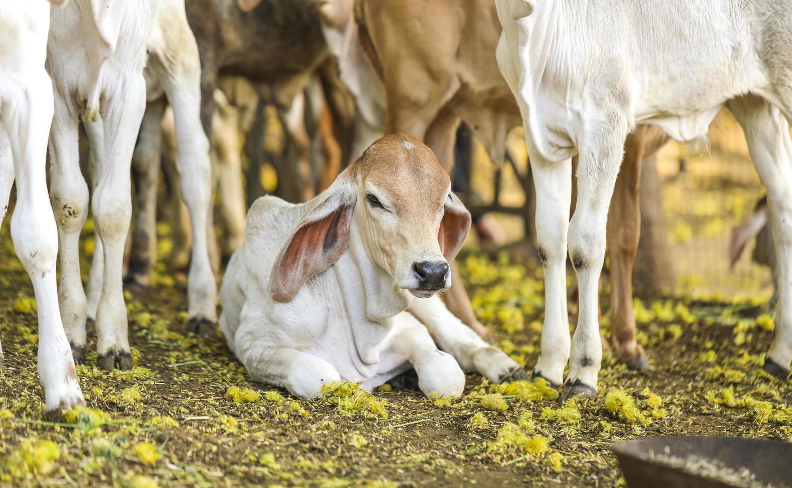 mucca a terra foto