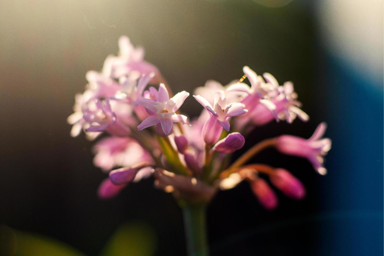 fiori dai petali rosa in fiore foto