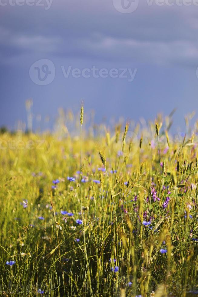 un primo piano di alcune spighe verdi in un campo di grano che matura prima del raccolto in una giornata di sole. spighe di grano mature. spighe fresche e succose di giovane grano verde in primavera. campo di grano verde. messa a fuoco selettiva foto