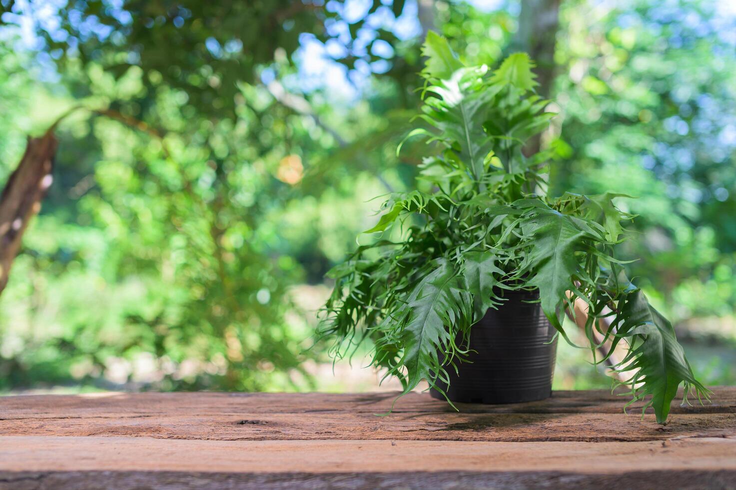 vaso di fiori sulla scrivania foto