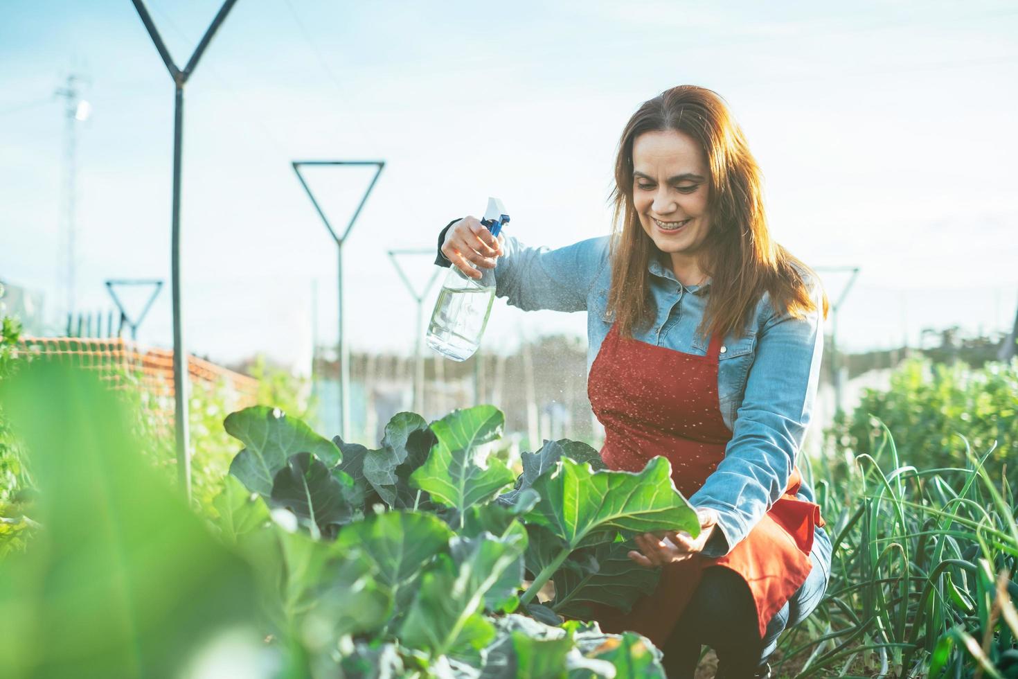 donna contadina che innaffia una pianta di broccoli con uno spruzzatore in un campo biologico foto