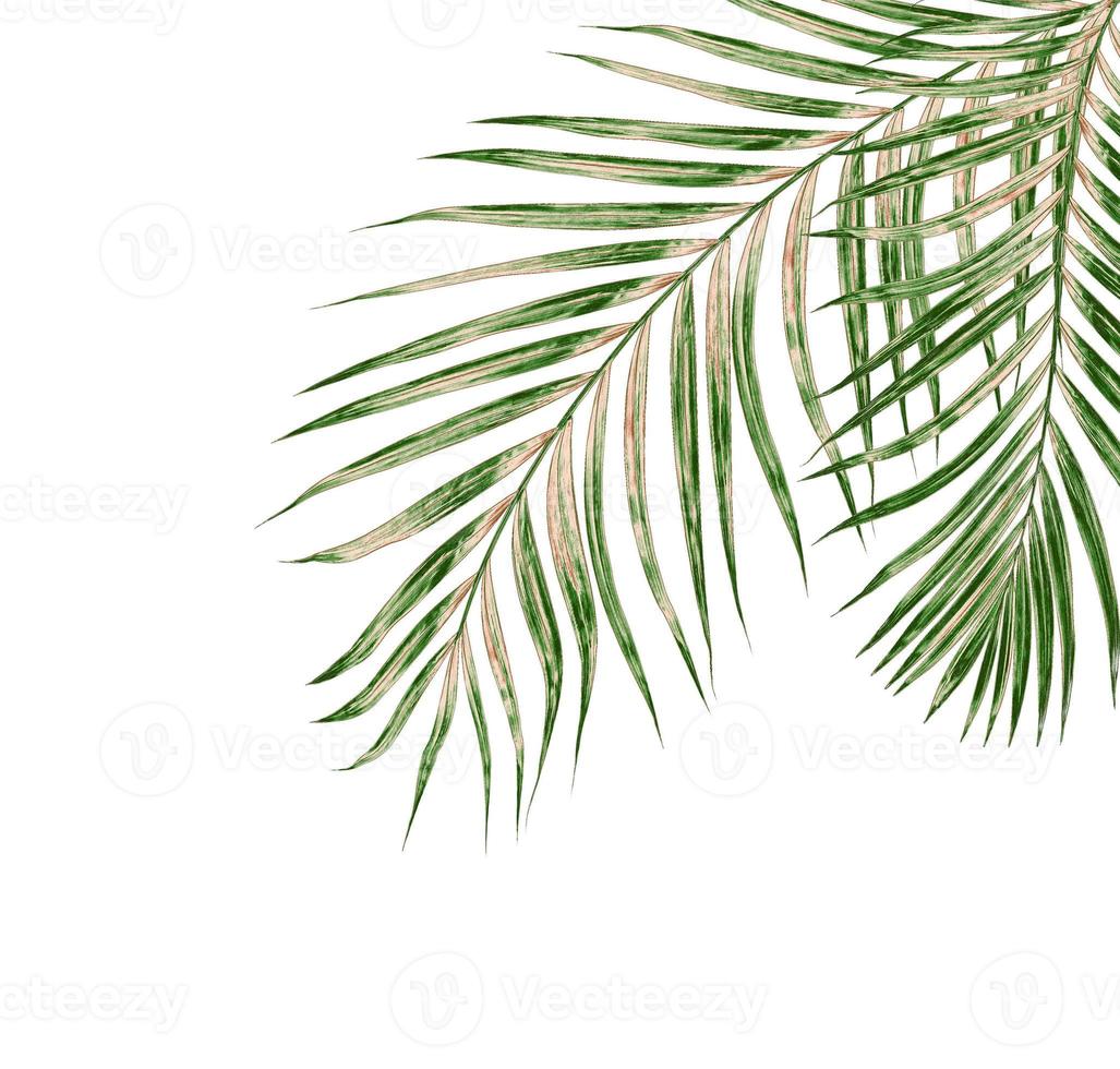 foglie di palma su sfondo bianco foto