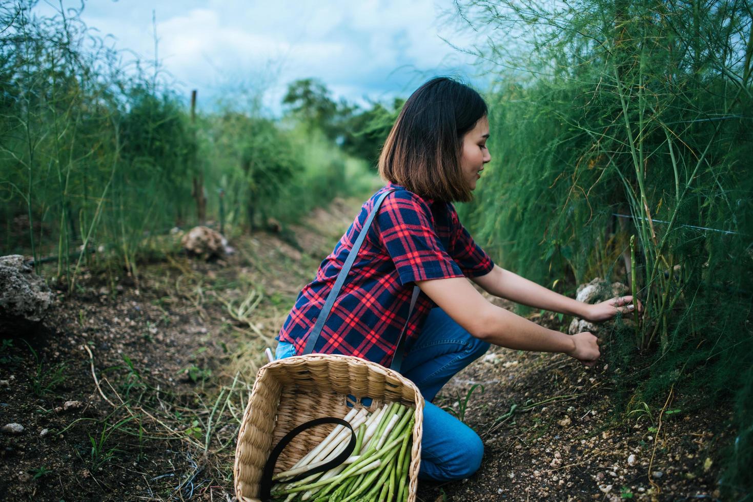 giovane agricoltore che raccoglie asparagi freschi foto