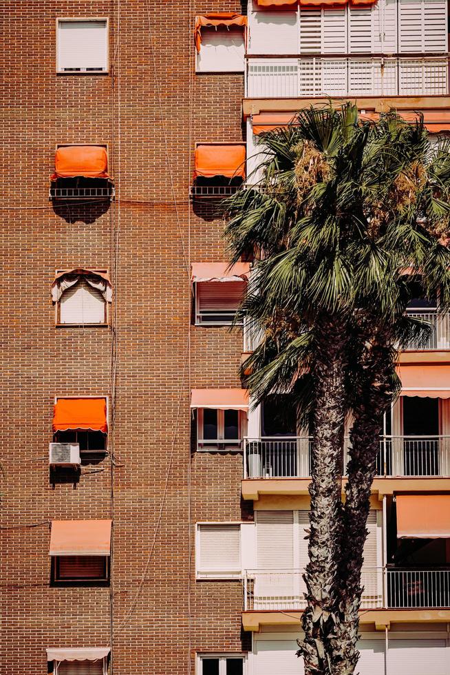 torrevieja, spagna, 2020 - albero verde di fronte a un edificio in cemento marrone foto