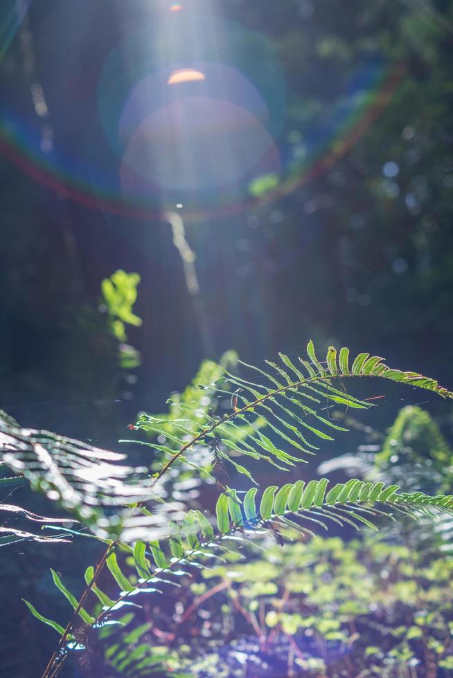 pianta di felce verde foto