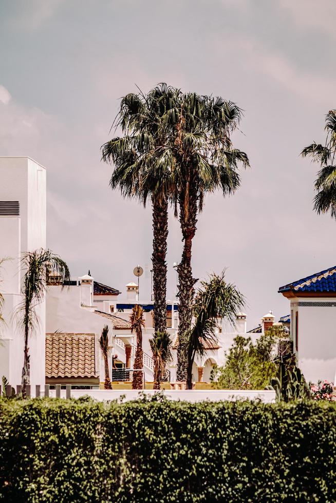 orihuela, spagna, 2020 - palma verde vicino a un edificio in cemento marrone durante il giorno foto