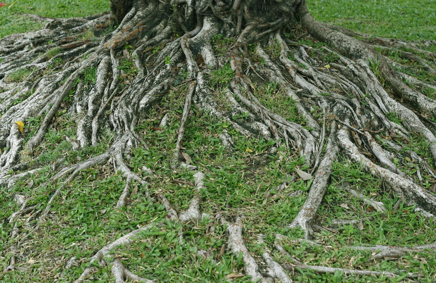 la radice dell'albero nell'erba verde foto