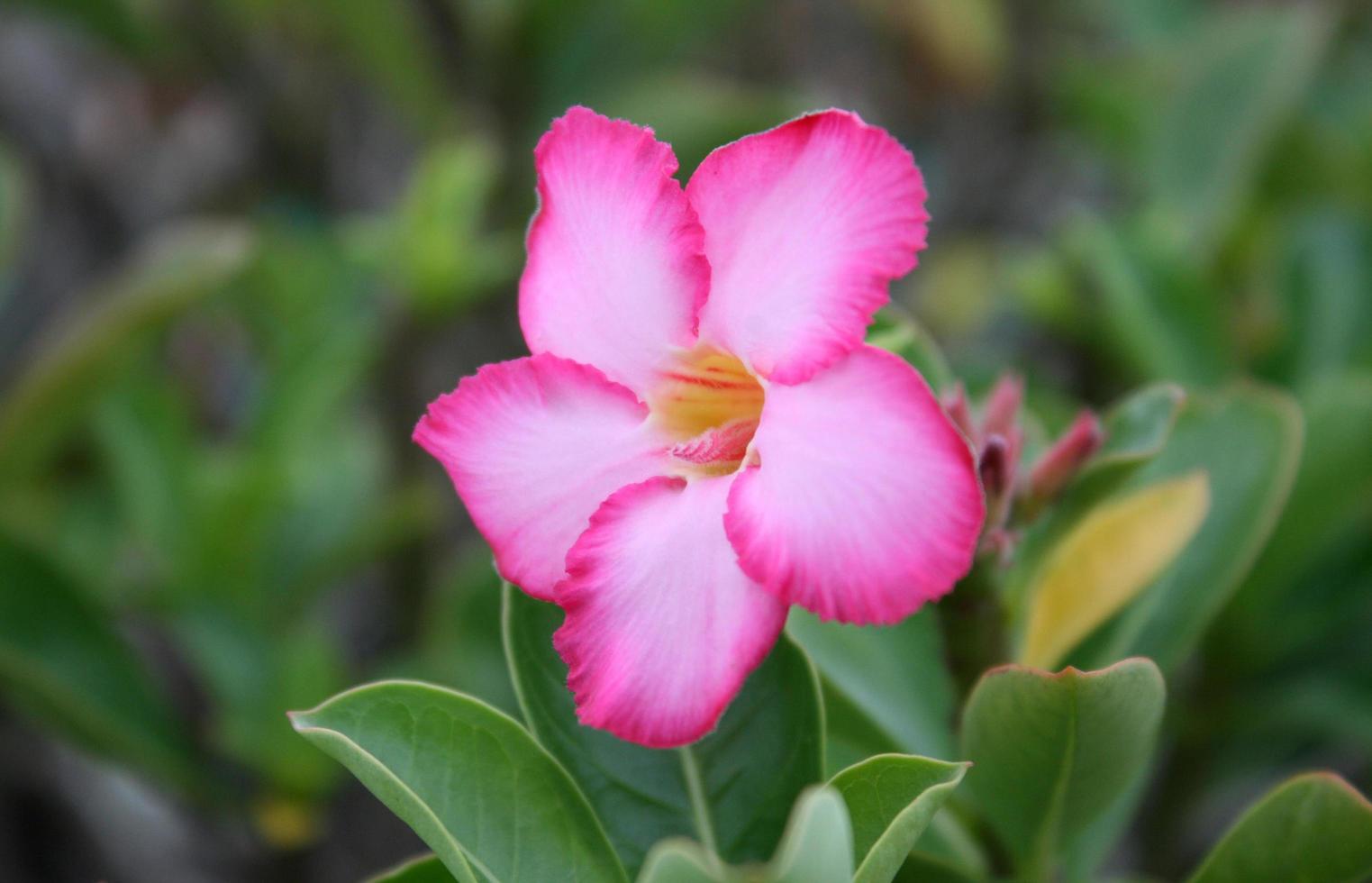 primo piano di un fiore rosa all'esterno foto