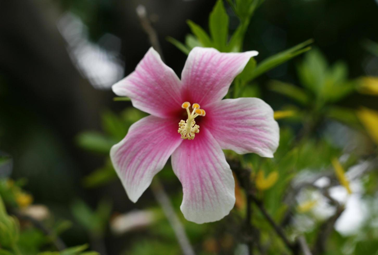 il fiore di ibisco rosa primo piano foto