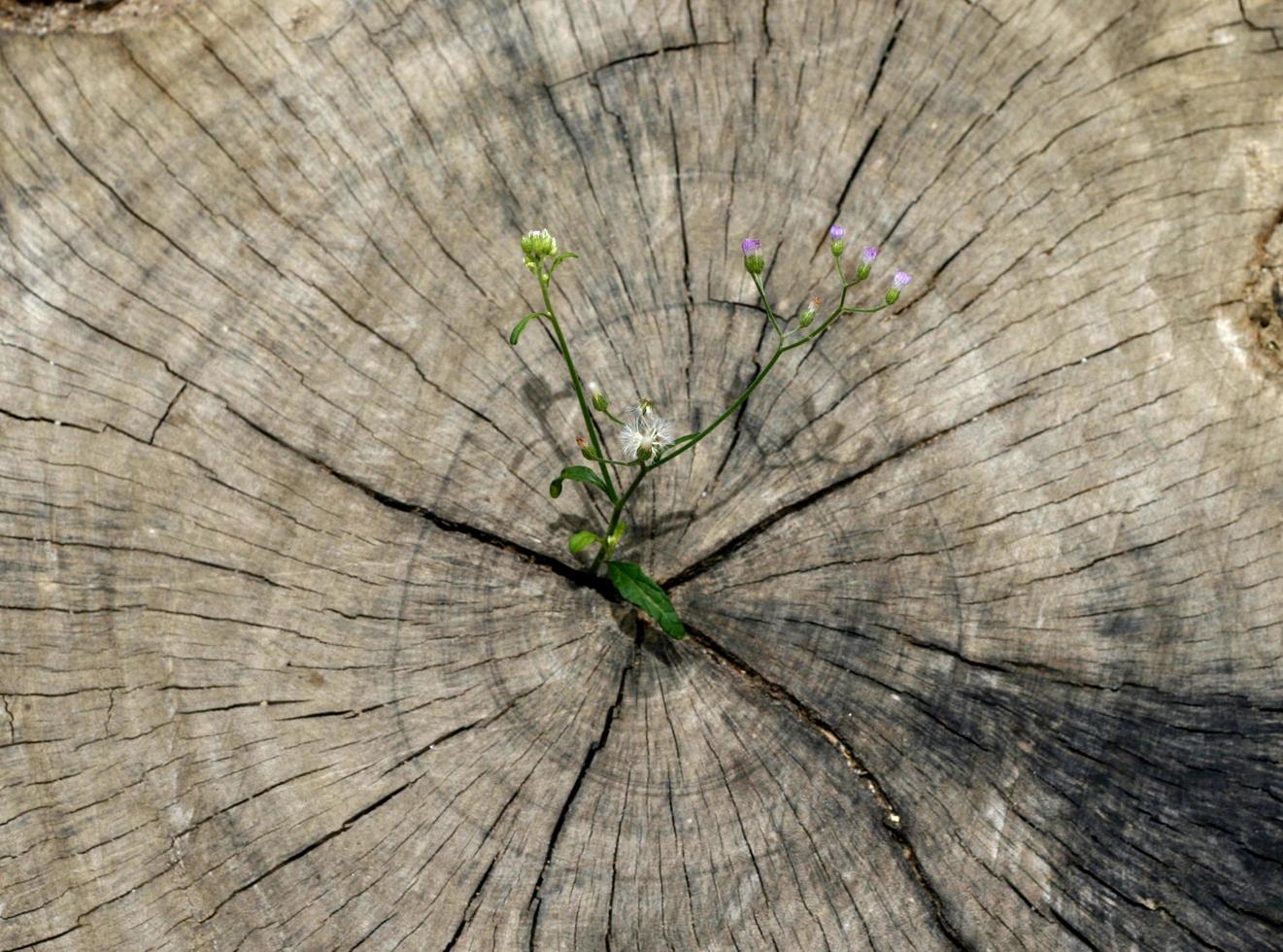 fiore nato sul ceppo foto