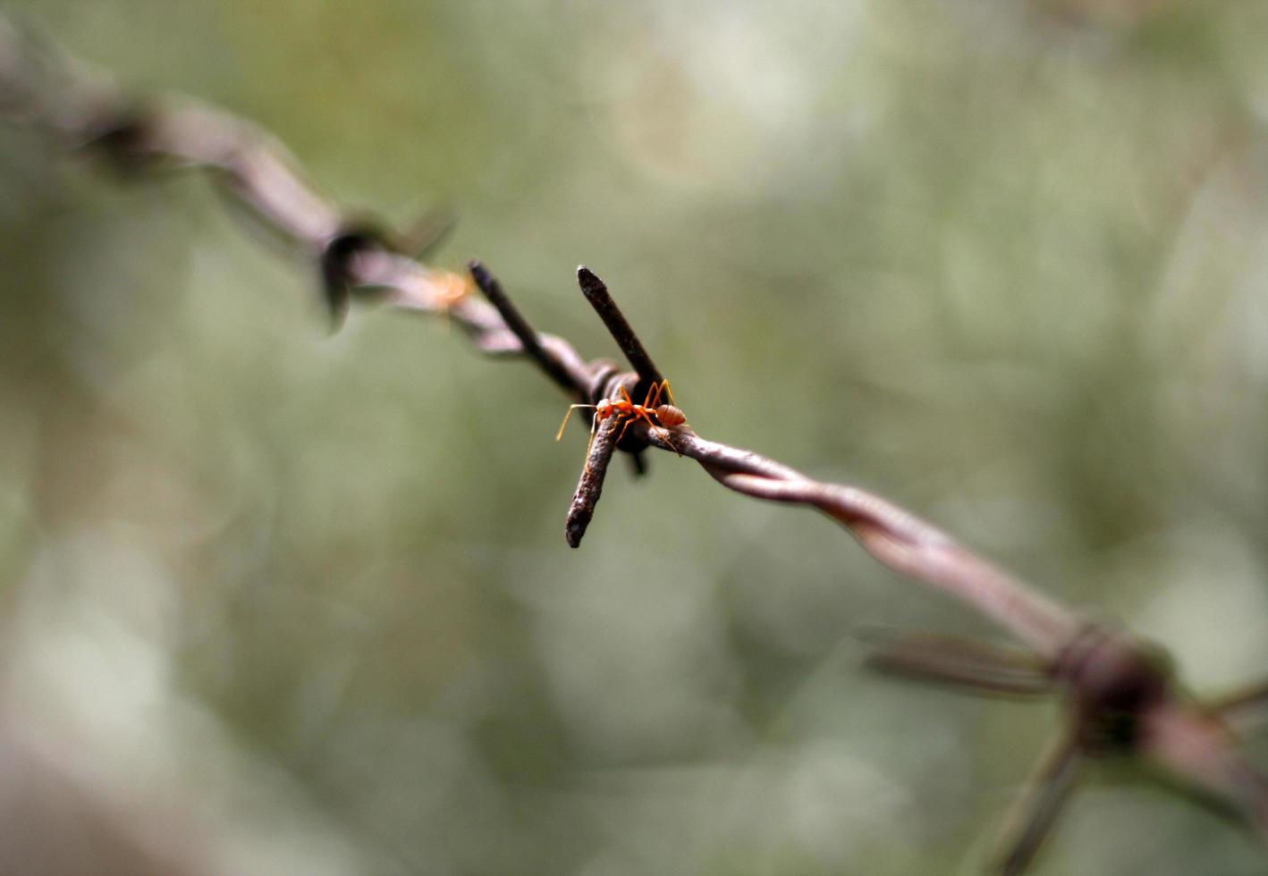 formica sul vecchio filo spinato arrugginito foto