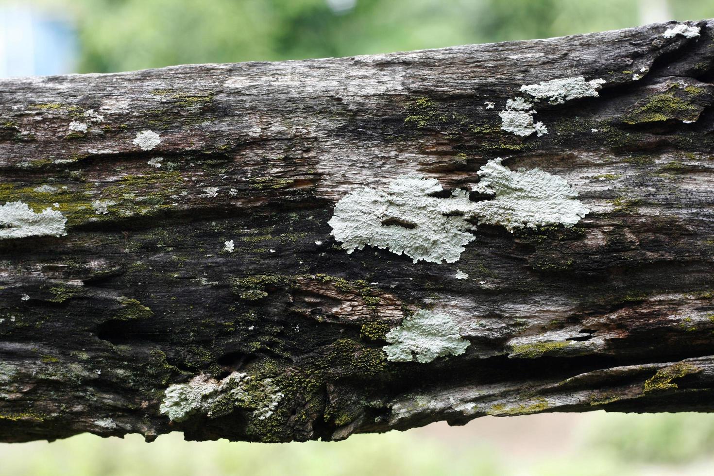 vecchia corteccia d'albero con muffa su di esso foto