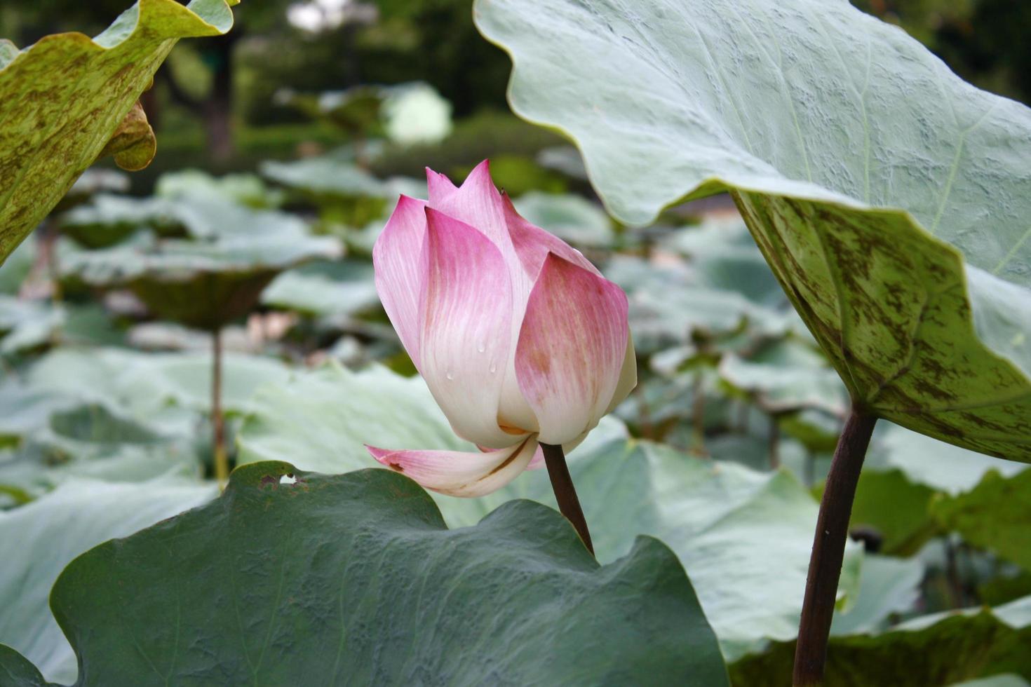 loto rosa e foglie foto