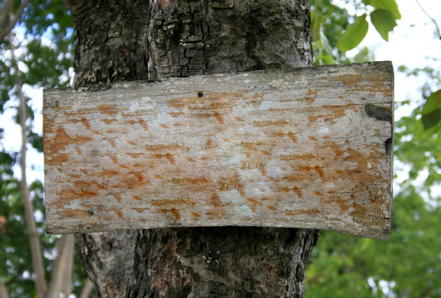 segno di legno rustico bianco sull'albero foto