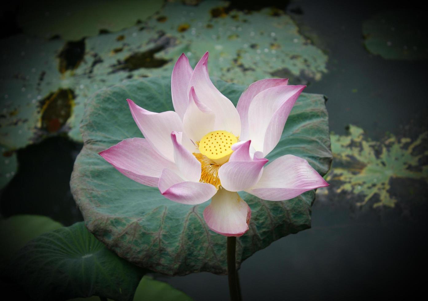 primo piano del fiore di loto foto