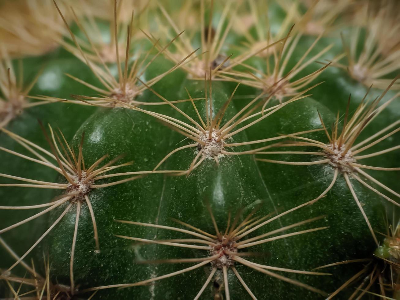 avvicinamento di cactus pianta foto