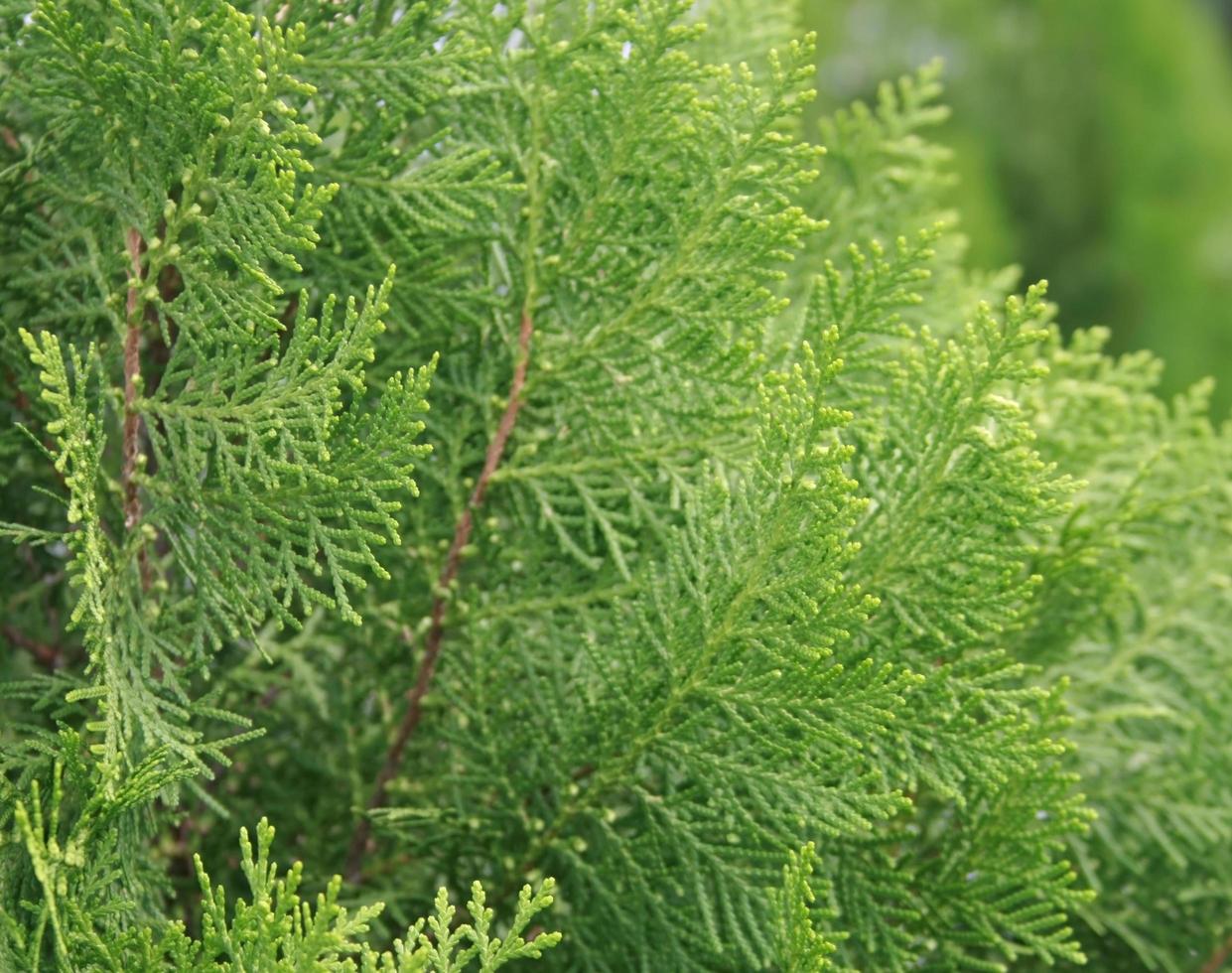 ramo verde di pino foto