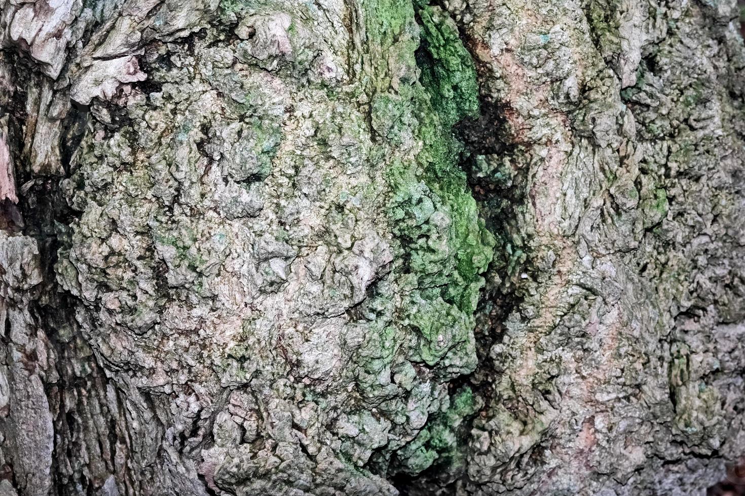 albero struttura, abbaiare di un' albero foto
