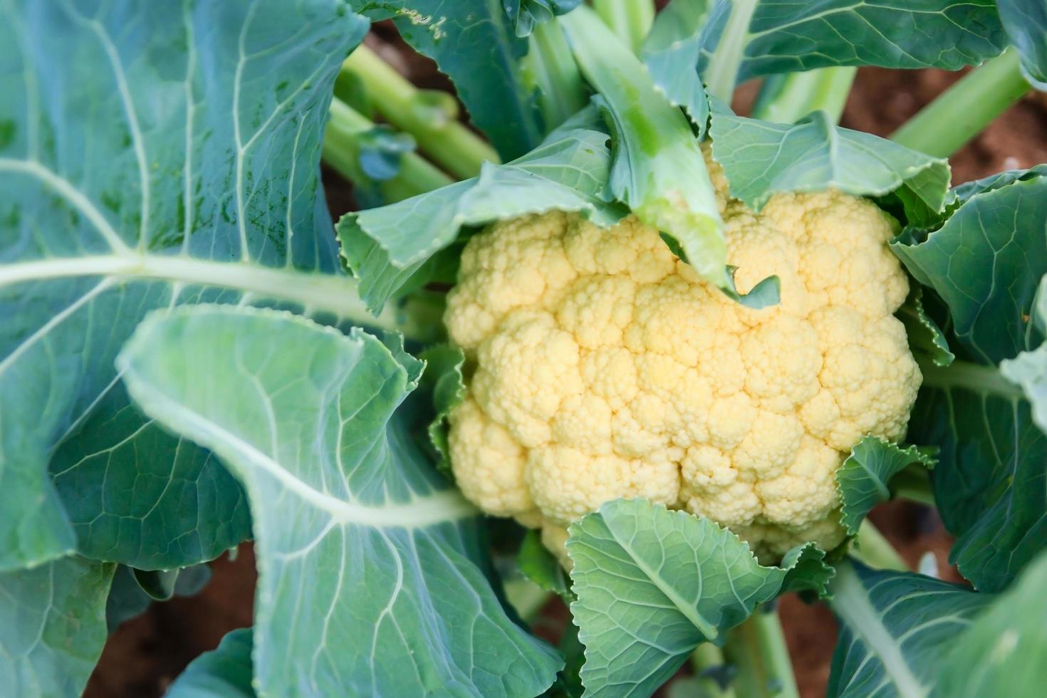 Brassica oleracea, cavolfiore verdure close-up, cavolfiore nella fattoria biologica verde, Thailandia foto