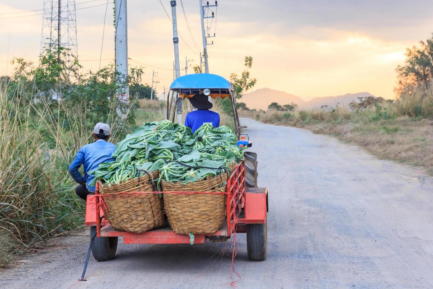 Il veicolo e-taen o il trattore agricolo raccolgono le verdure del cavolfiore nella fattoria biologica verde, Tailandia foto