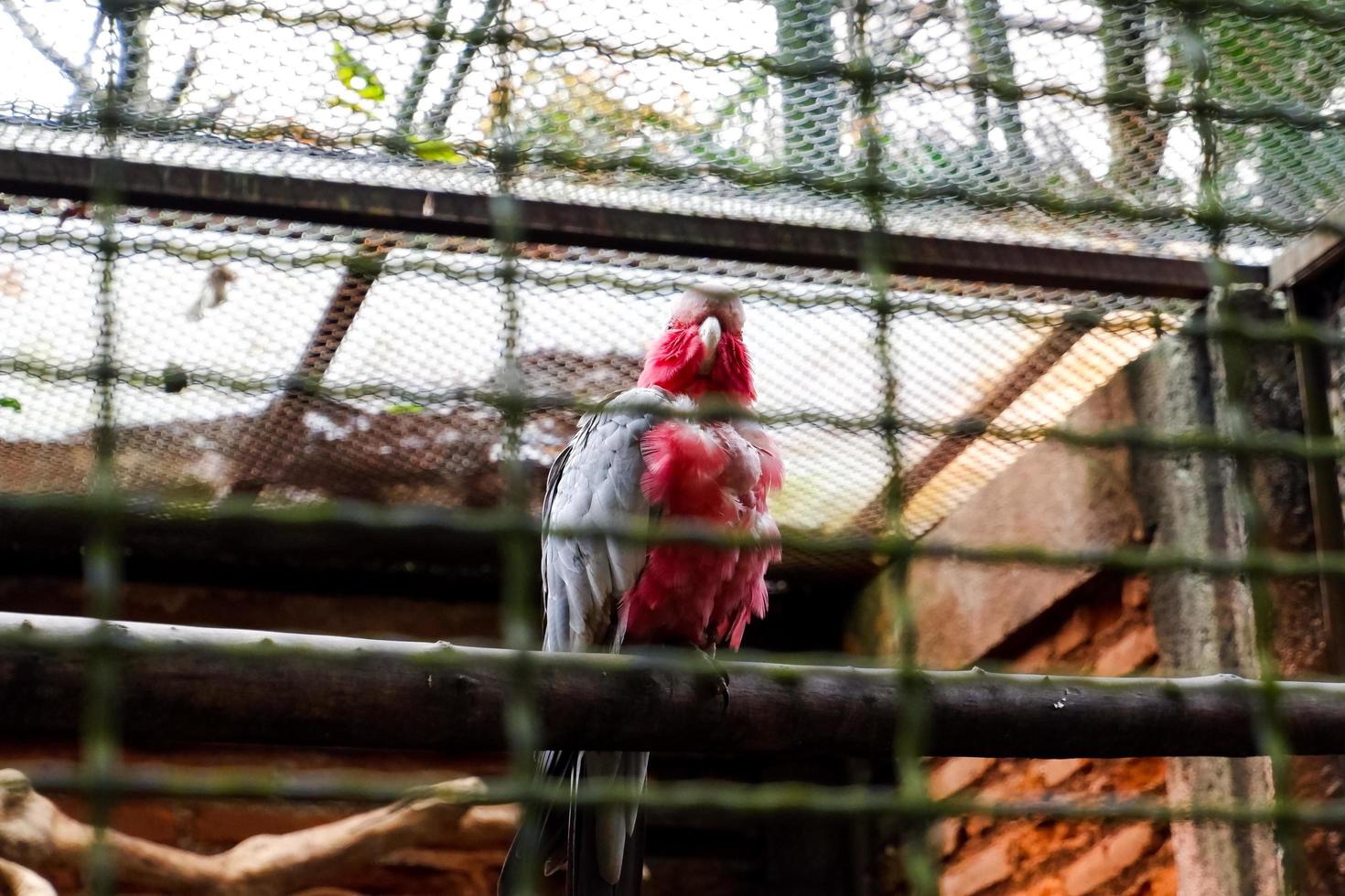 selettivo messa a fuoco di il petto rosa cacatua arroccato nel suo gabbia. foto