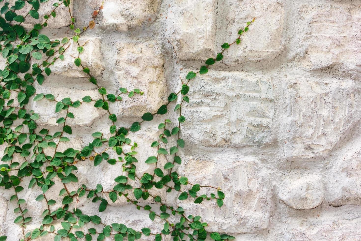 muro di pietra ricoperto di edera verde foto