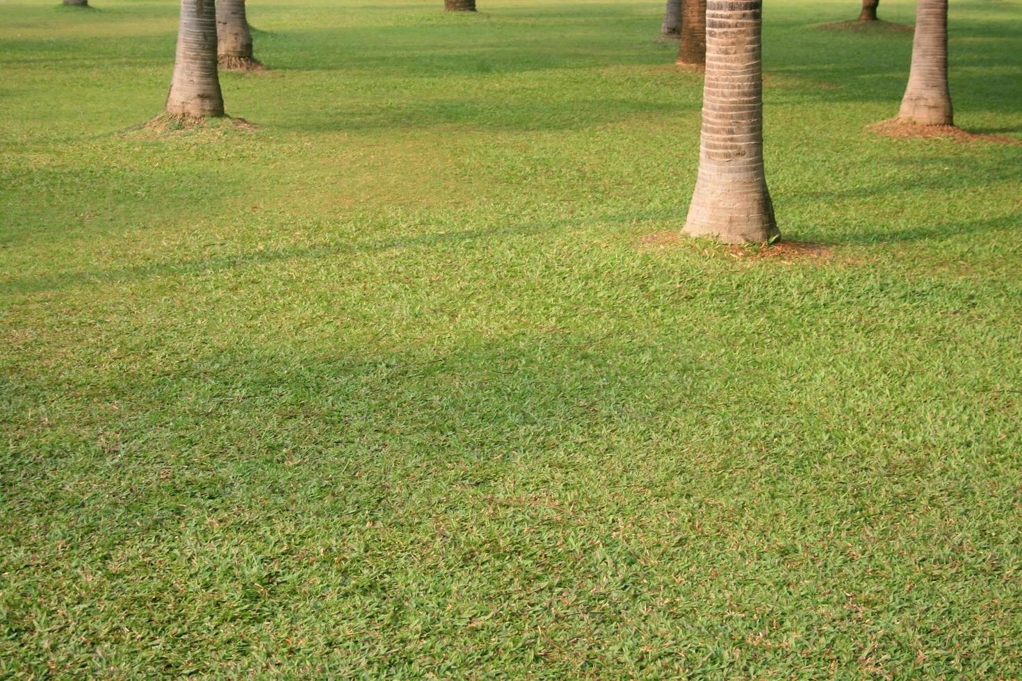 parco verde con alberi foto