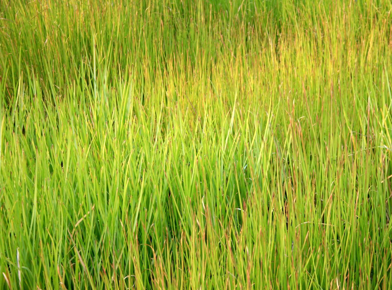 erba verde alta foto