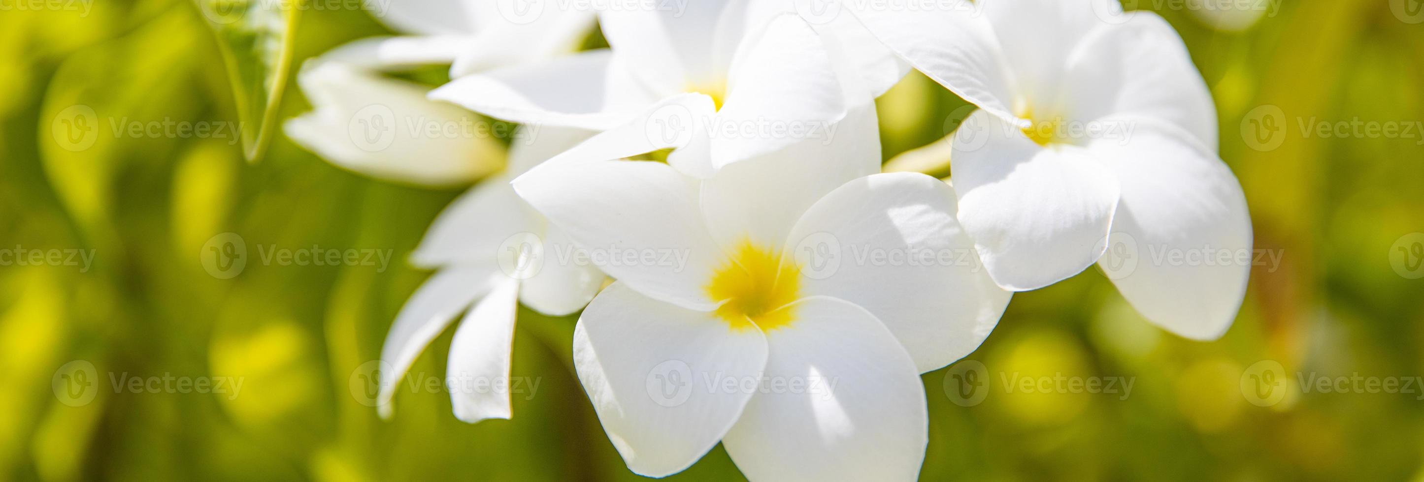 bellissimo bianca e giallo Plumeria. frangipani fiori, frangipani su naturale sfondo. concetto toccante natura con rilassante e tranquillo, calmo per terme meditazione umore. foto