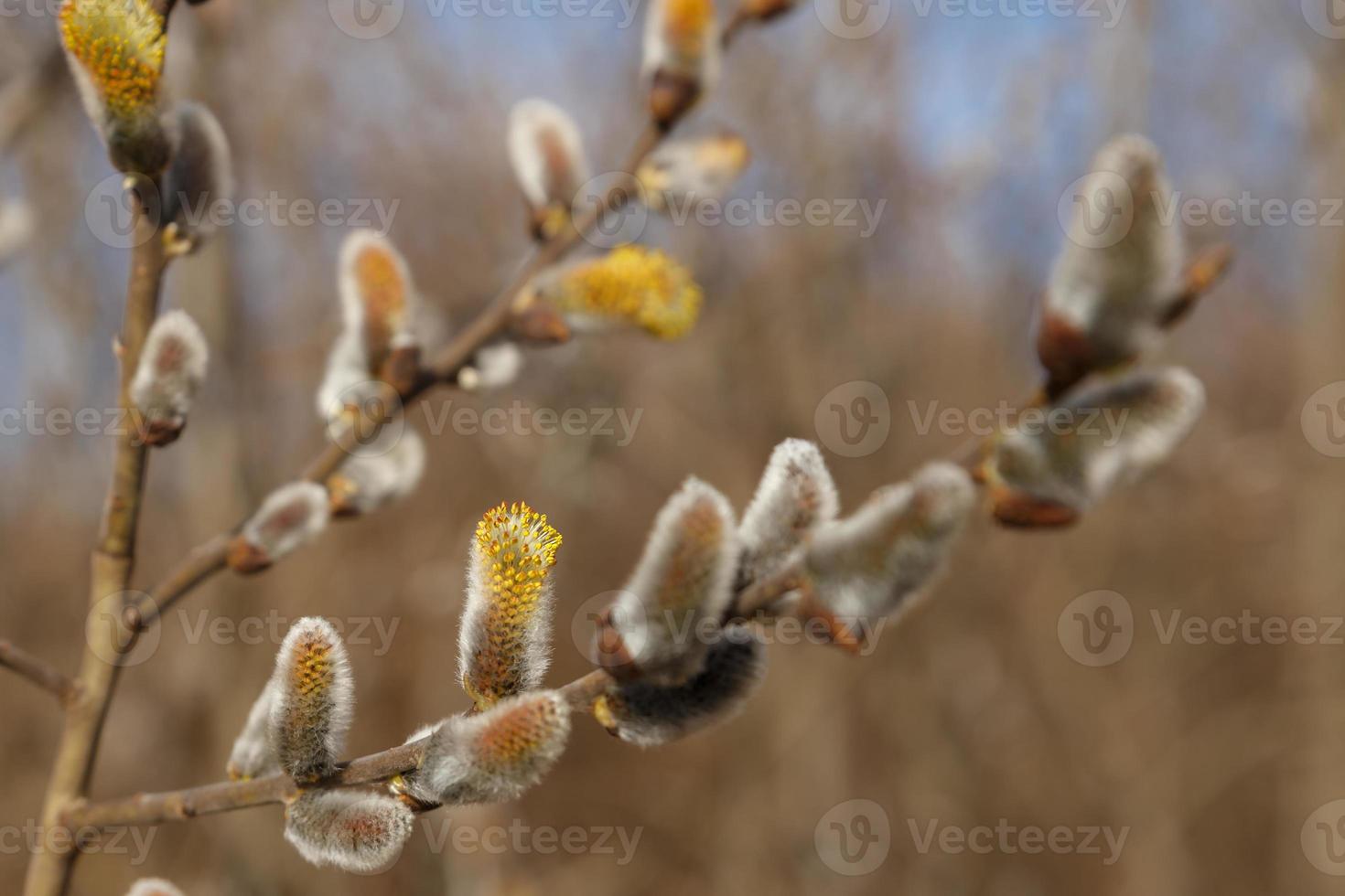 salice mini cuffie nel presto primavera. salice albero rami. inizio di fioritura salice. foto