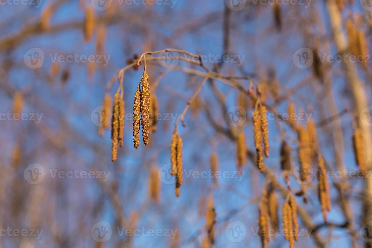 Comune ontano. maschio infiorescenza a blu cielo sfondo. ontano ramo nel presto primavera. foto