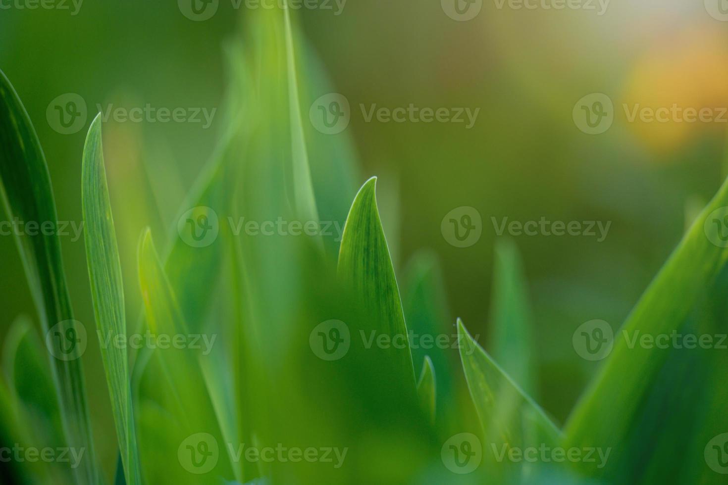 verde foglia nel il giardino, selettivo messa a fuoco. foto