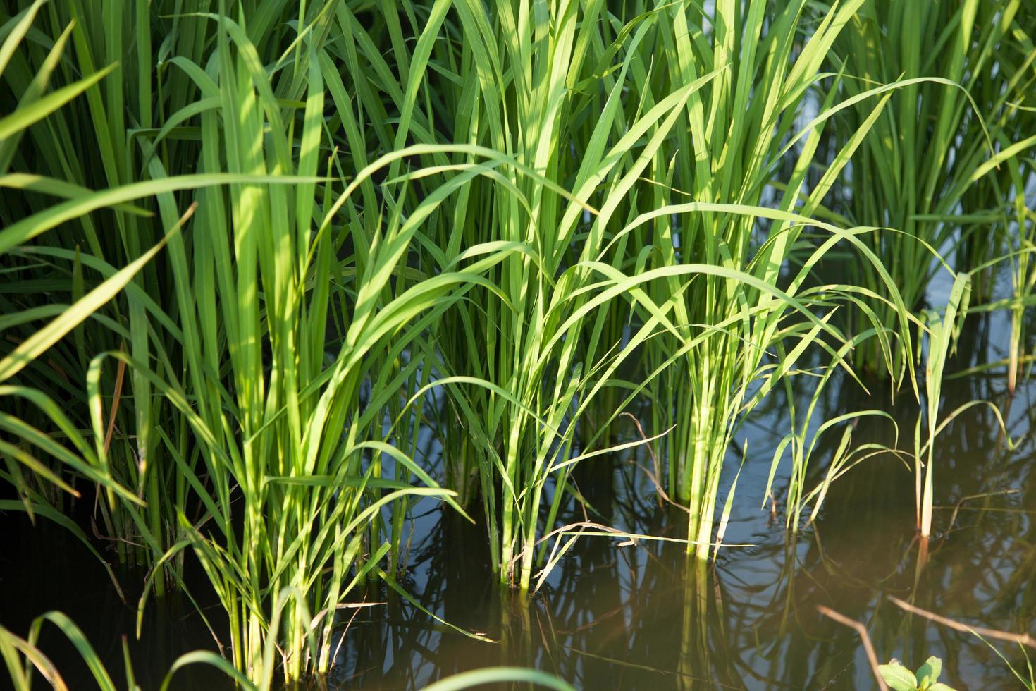 campo di riso in thailandia foto